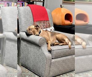 American Pit Bull Terrier Dogs for adoption in Charlotte, NC, USA