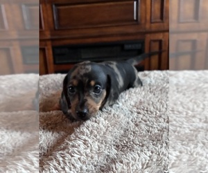 Medium Dachshund
