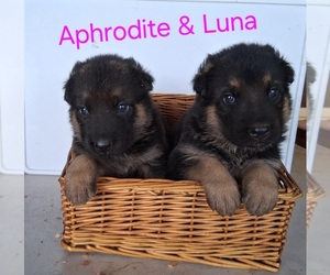 German Shepherd Dog Puppy for sale in WARSAW, IN, USA