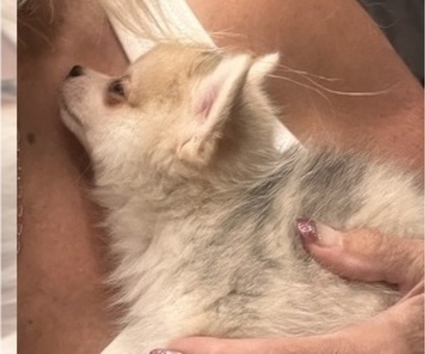 Medium Photo #5 Pomsky Puppy For Sale in GOLDEN VALLEY, AZ, USA