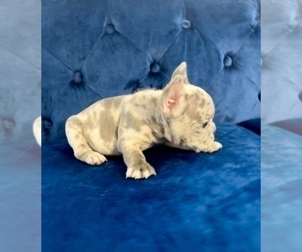 Medium Photo #62 French Bulldog Puppy For Sale in EMPIRE STATE, NY, USA