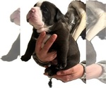 Small Photo #4 American Bully Puppy For Sale in OAK LAWN, IL, USA