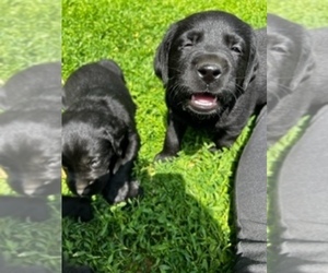 Labrador Retriever Puppy for sale in NOTTINGHAM, PA, USA