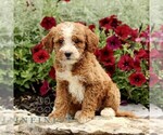 Small #2 Goldendoodle (Miniature)