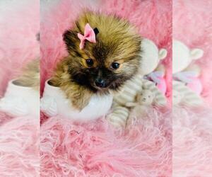 Pomeranian Puppy for sale in NAPLES, FL, USA