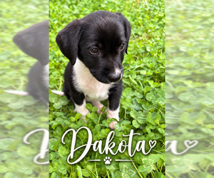 Mutt Dogs for adoption in MIDWAY, UT, USA