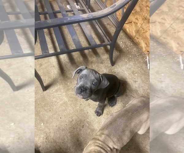 Medium Photo #15 Cane Corso Puppy For Sale in DONEGAL, PA, USA