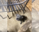 Small Photo #15 Cane Corso Puppy For Sale in DONEGAL, PA, USA