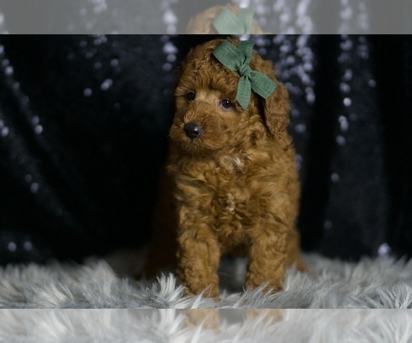 Medium Photo #4 Goldendoodle (Miniature) Puppy For Sale in WARSAW, IN, USA
