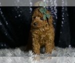 Small #3 Goldendoodle (Miniature)