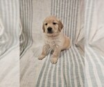 Small #10 Golden Retriever