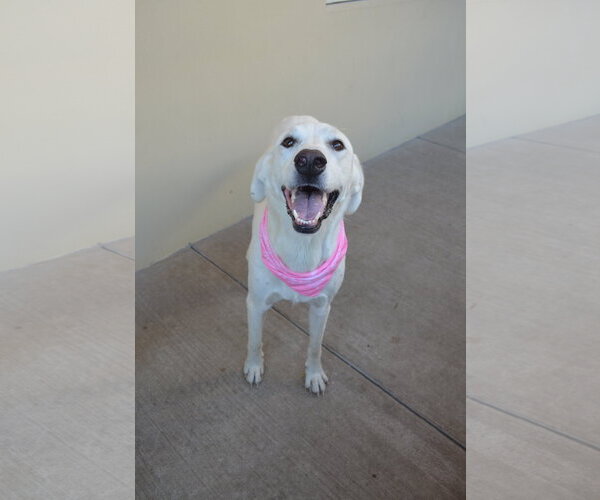 Medium Photo #3 Labrador Retriever-Unknown Mix Puppy For Sale in McKinney, TX, USA