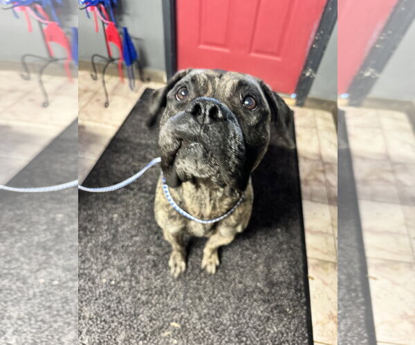 Medium Photo #2 Mutt Puppy For Sale in Leavenworth, KS, USA