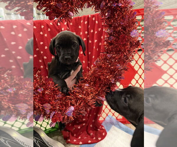 Medium Photo #4 Golden Retriever-Unknown Mix Puppy For Sale in Wenonah, NJ, USA