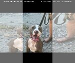Small American Pit Bull Terrier