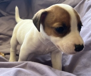 Jack Russell Terrier Puppy for sale in UNITY, NH, USA