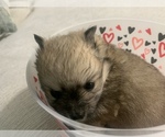 Small Photo #2 Pomeranian Puppy For Sale in BUSH, LA, USA
