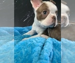 Small #4 Boston Terrier