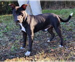Small #2 American Pit Bull Terrier Mix