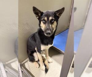 German Shepherd Dog Dogs for adoption in Bakersfield, CA, USA