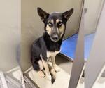 Small German Shepherd Dog
