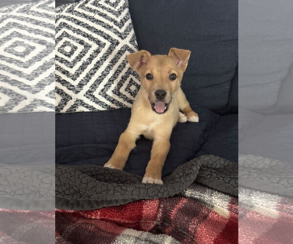 Medium Photo #3 Mutt Puppy For Sale in Brooklyn Center, MN, USA