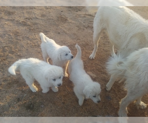 Medium Photo #2 Akbash Dog-Great Pyrenees Mix Puppy For Sale in ORACLE, AZ, USA