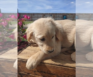 Golden Retriever Puppy for sale in CANON CITY, CO, USA