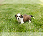 Small #3 Shih Tzu