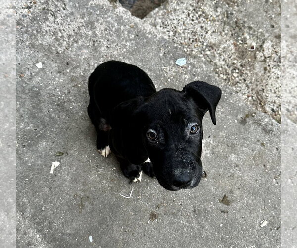 Medium Photo #14 Labrador Retriever-Unknown Mix Puppy For Sale in The Woodlands, TX, USA