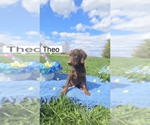 Doberman Pinscher Puppy for sale in POMEROY, OH, USA