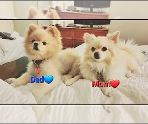 Mother of the Pomeranian puppies born on 09/29/2022