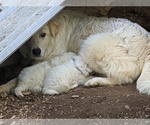 Small Photo #31 Maremma Sheepdog Puppy For Sale in THORN HILL, TN, USA