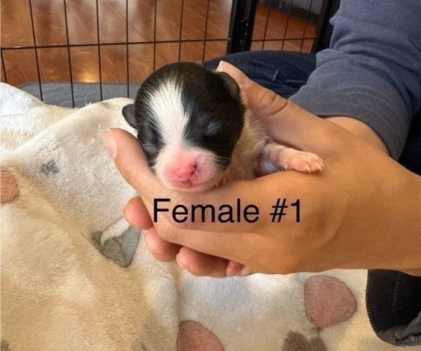Medium Photo #8 Pomeranian Puppy For Sale in SAN JOSE, CA, USA