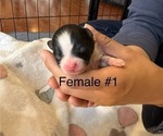 Small #6 Pomeranian