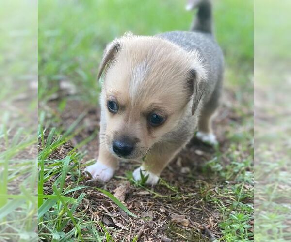 Medium Photo #2 Mutt Puppy For Sale in Pacolet, SC, USA
