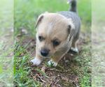 Small #1 Mutt
