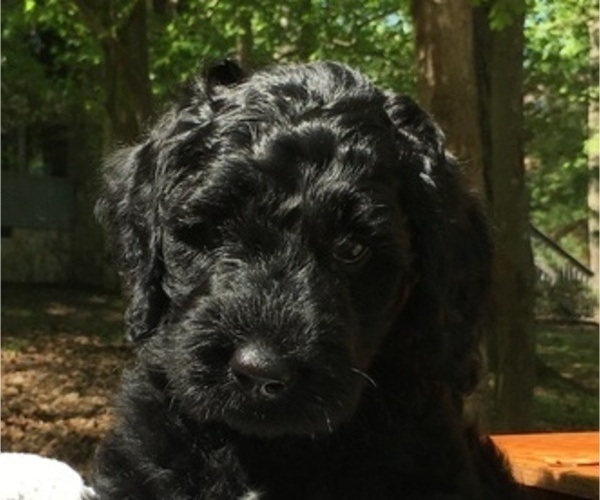 Medium Photo #3 Australian Labradoodle Puppy For Sale in CHAPEL HILL, NC, USA