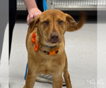Small Retriever Mix