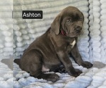 Small #10 Cane Corso