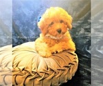 Small Photo #8 Goldendoodle Puppy For Sale in RUSKIN, FL, USA