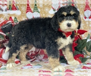Bernedoodle Puppy for sale in LANCASTER, PA, USA