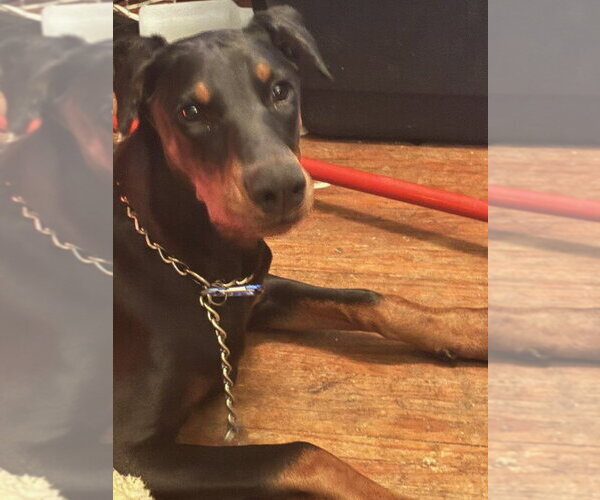 Medium Photo #5 Doberman Pinscher Puppy For Sale in Buffalo, MN, USA