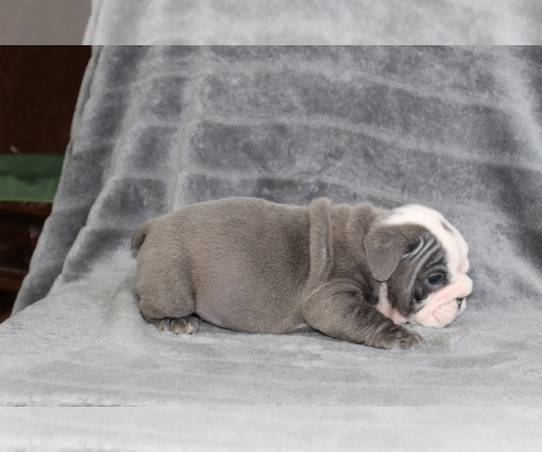 Medium Photo #1 Bulldog Puppy For Sale in BRANDON, FL, USA