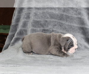 Medium Bulldog