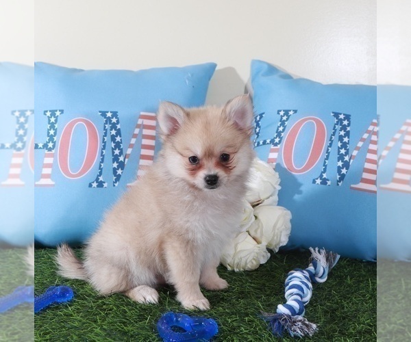 Medium Photo #2 Pomeranian Puppy For Sale in MOUNT VERNON, OH, USA