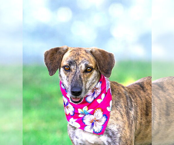 Medium Photo #1 Mutt Puppy For Sale in Unionville, PA, USA