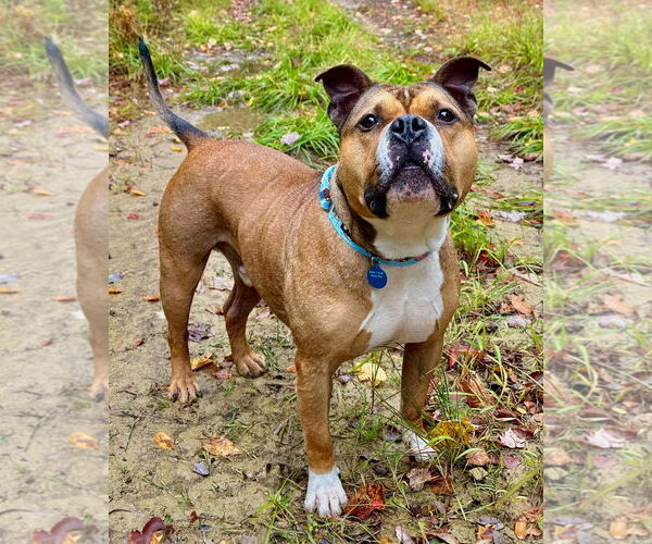 Medium Photo #4 American Bulldog Puppy For Sale in Westminster, MA, USA
