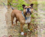 Small #3 American Bulldog