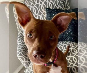Mutt Dogs for adoption in Tomball, TX, USA